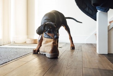 Por qué a los perros les fascina masticar zapatos