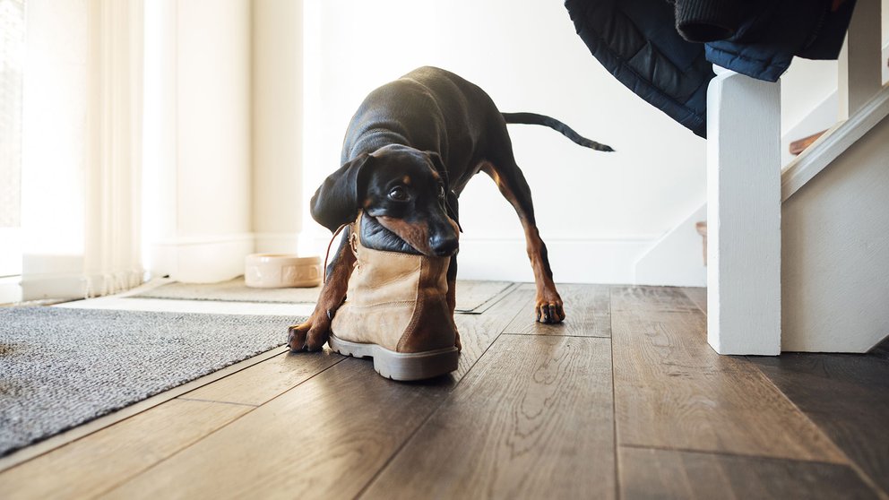 Por qué a los perros les fascina masticar zapatos