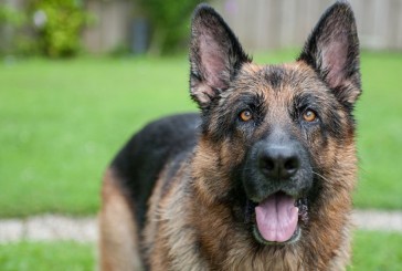 La historia de Fax, un perro ejemplar de tres patas