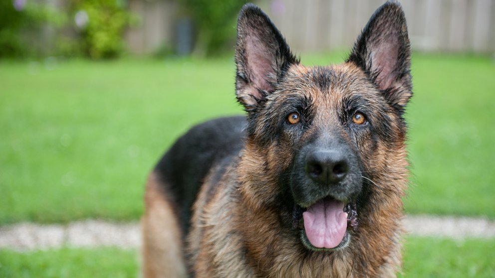 La historia de Fax, un perro ejemplar de tres patas