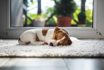 La posición en la que tu perro duerme revela secretos sobre su personalidad