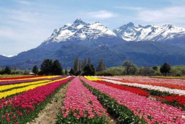 Imperdible para viajeros: una visita a los campos de tulipanes en Trevelin