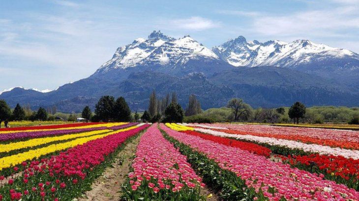 Imperdible para viajeros: una visita a los campos de tulipanes en Trevelin