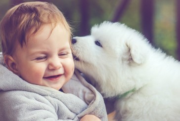 ¿Por qué los perros lamen la cara de las personas?