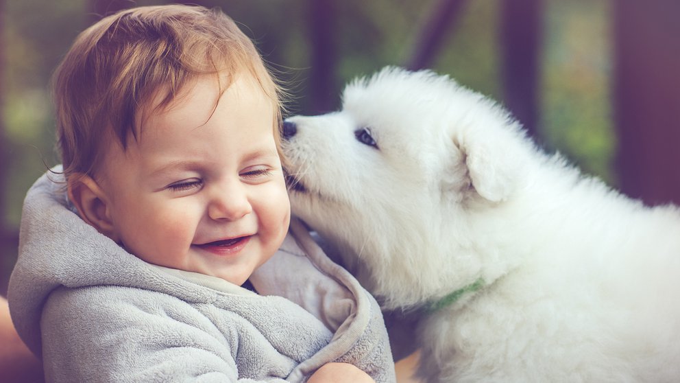 ¿Por qué los perros lamen la cara de las personas?