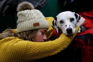 Cinco formas de ayudar a tu perro a vivir una vida más larga y saludable