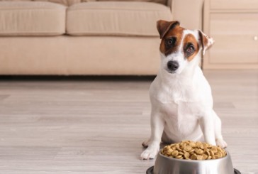 ¿Cómo evitar que el perro se vuelva agresivo cuando come?