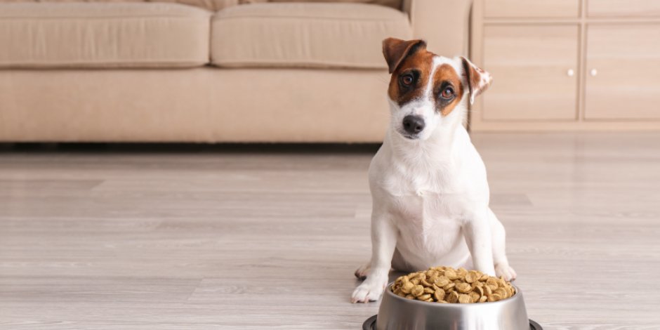 ¿Cómo evitar que el perro se vuelva agresivo cuando come?