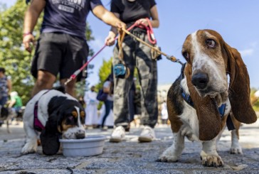 ¿Los perros tienen memoria?