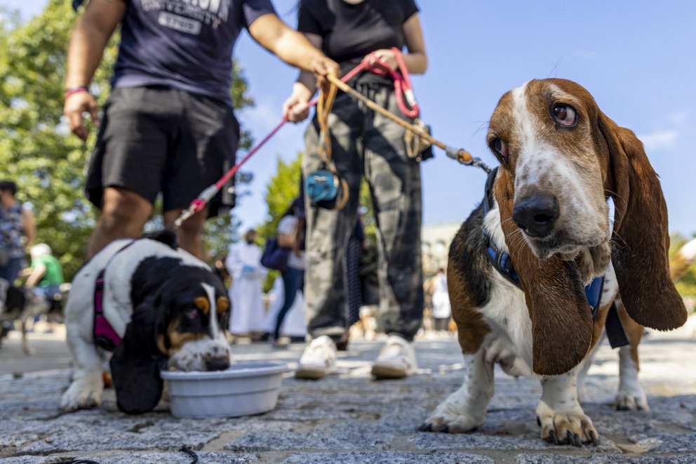 ¿Los perros tienen memoria?