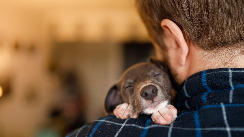 La forma en que tratamos a nuestros perros influye en su desarrollo intelectual