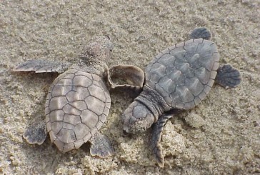 Inteligencia Artificial y conocimiento de indígenas se conjunta para salvar tortugas marinas