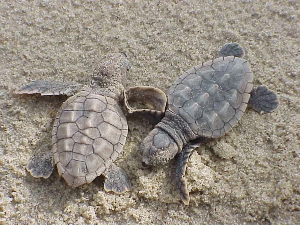 Inteligencia Artificial y conocimiento de indígenas se conjunta para salvar tortugas marinas