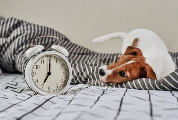 Los perros saben la hora: cómo lo hacen