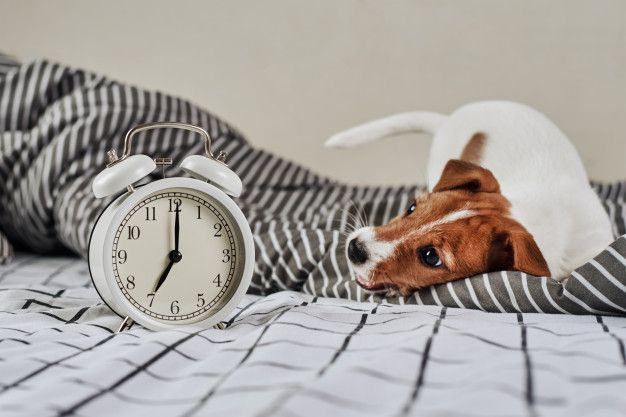 Los perros saben la hora: cómo lo hacen