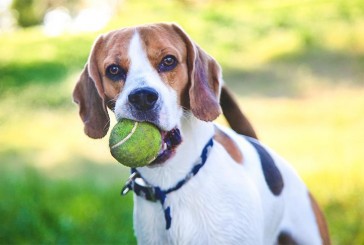 Por qué a los perros les da felicidad jugar con sus tutores