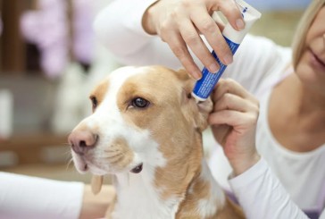 Consejos para darle medicamentos a tu perro o a tu gato