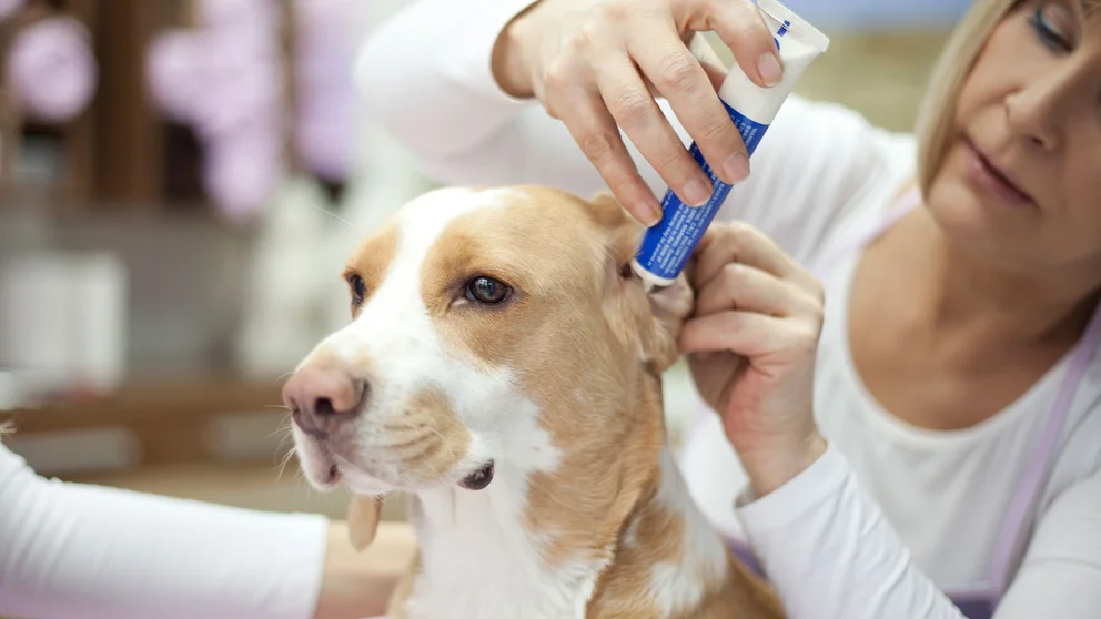 Consejos para darle medicamentos a tu perro o a tu gato