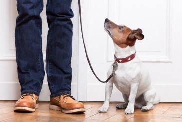 ¿Los perros entienden las palabras?
