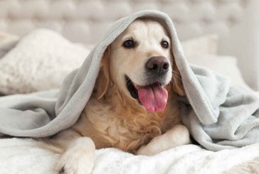Recomendaciones para cuidar a las mascotas ante la llegada del frío