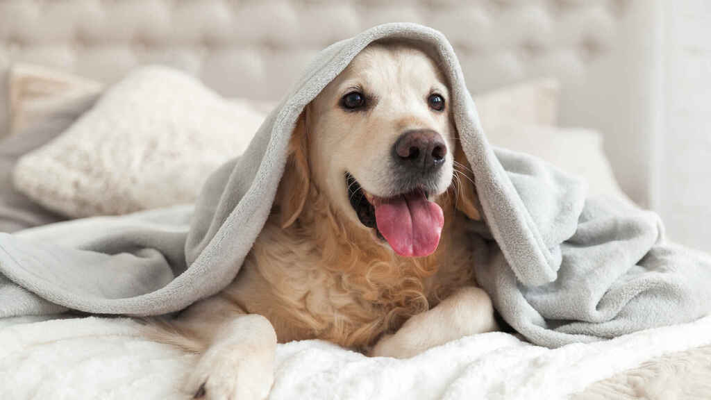 Recomendaciones para cuidar a las mascotas ante la llegada del frío