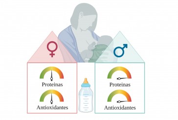 La leche materna tiene más proteínas y antioxidantes si el bebé es un varón