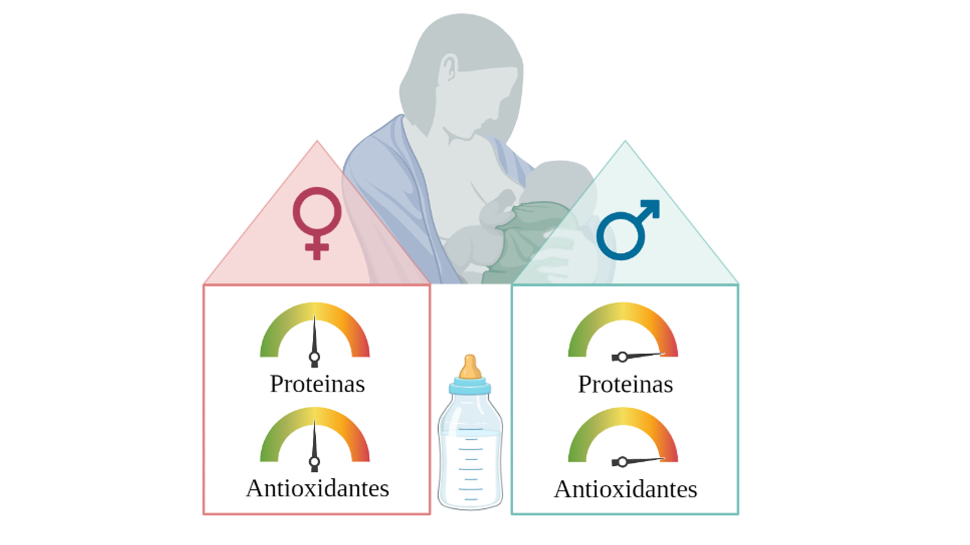 La leche materna tiene más proteínas y antioxidantes si el bebé es un varón