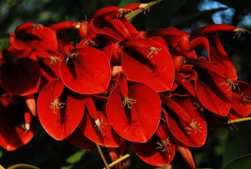 Por qué se eligió al ceibo como flor nacional: la leyenda del origen y sus propiedades medicinales