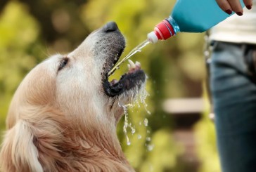 Baños, hidratación y aire fresco: cómo prevenir un golpe de calor en los perros