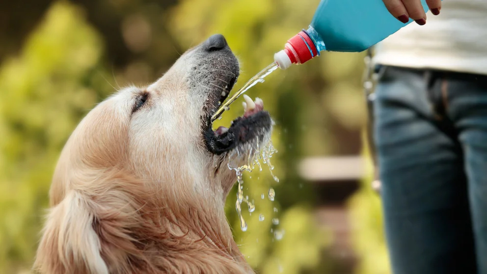 Baños, hidratación y aire fresco: cómo prevenir un golpe de calor en los perros