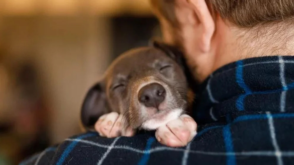 ¿Qué sueñan los animales? Esto es lo que pasa por sus cabezas mientras duermen