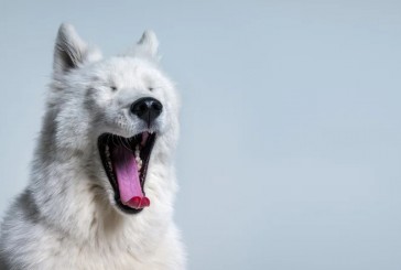 Salud bucal en perros y gatos: consejos para evitar la enfermedad periodontal