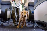 Vacaciones con mascotas: cuáles son los trámites necesarios para viajar al exterior e ingresar al país