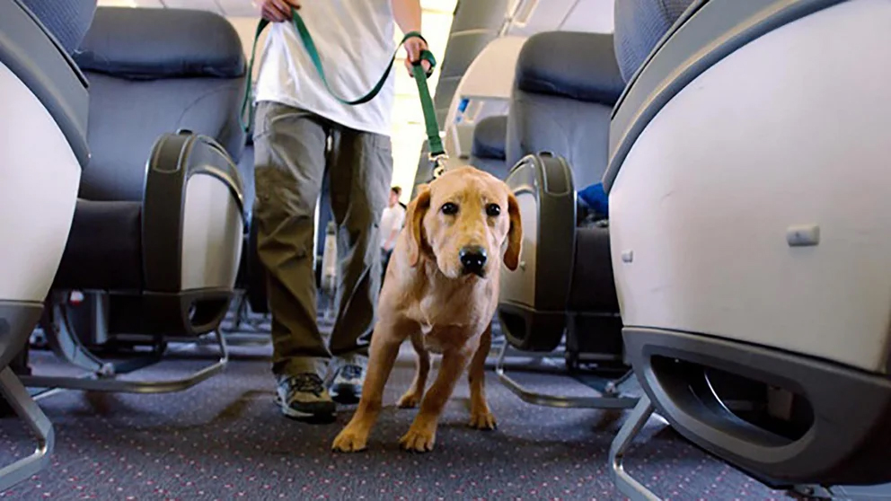 Vacaciones con mascotas: cuáles son los trámites necesarios para viajar al exterior e ingresar al país