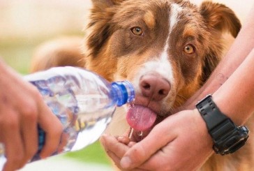 Recomendaciones para cuidar a los animales de las olas de calor