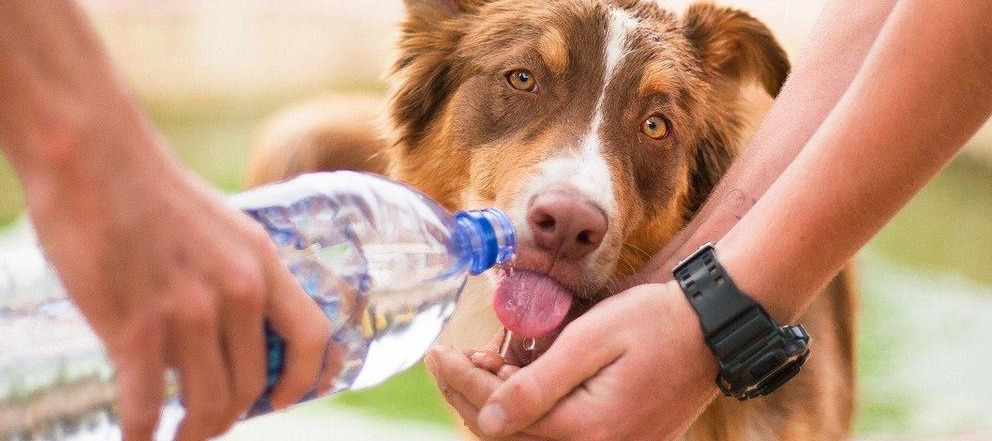 Recomendaciones para cuidar a los animales de las olas de calor