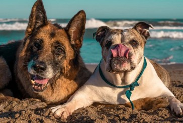 Con las patas en la arena: todo lo que hay que saber sobre los perros y la playa