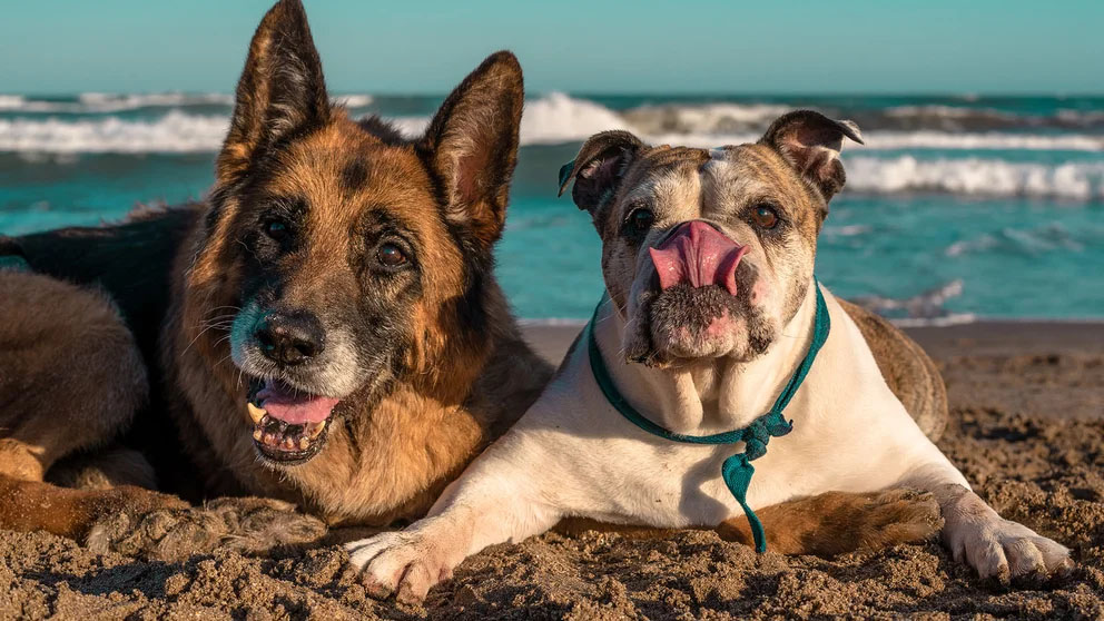 Con las patas en la arena: todo lo que hay que saber sobre los perros y la playa