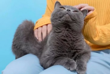 Cinco razas de gatos que disfrutan la compañía de las personas