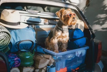 Guía para elegir la guardería para nuestros perros antes de salir de viaje