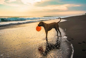 10 consejos para cuidar a los animales en verano