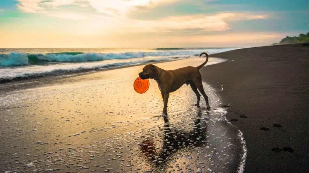 10 consejos para cuidar a los animales en verano