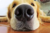 De qué forma los perros pueden ver por la nariz