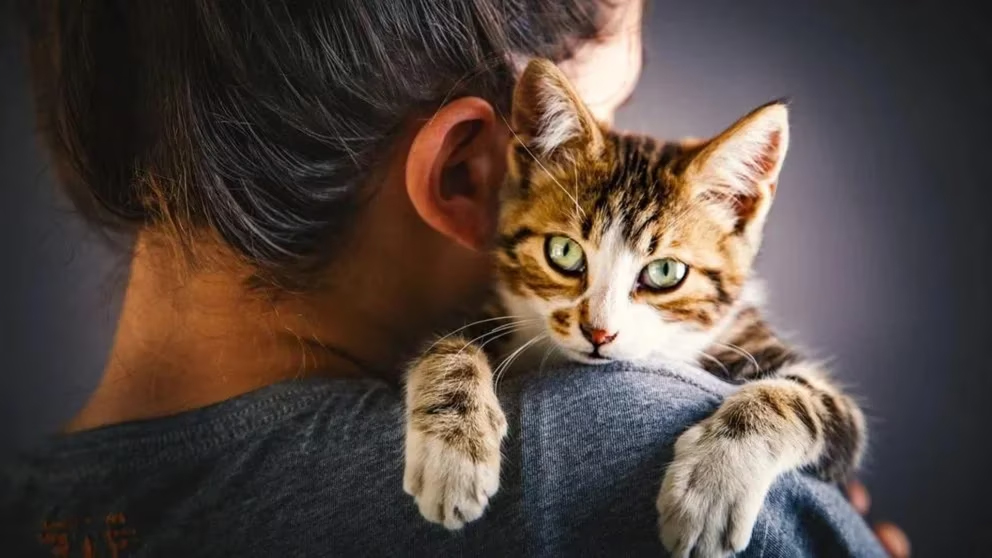 La ciencia respondió por qué los gatos prefieren a las mujeres