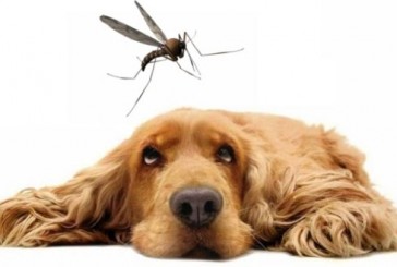 Mosquitos y animales: ¿los perros y los gatos son sensibles al dengue?