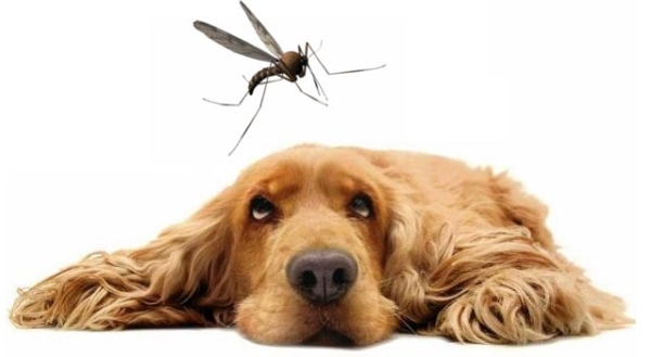 Mosquitos y animales: ¿los perros y los gatos son sensibles al dengue?