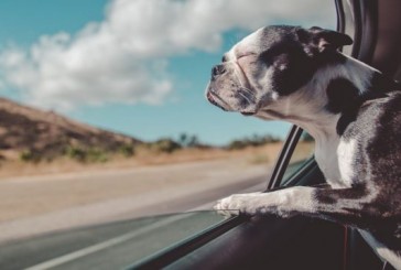 Consejos prácticos para viajar con tu perro esta Semana Santa