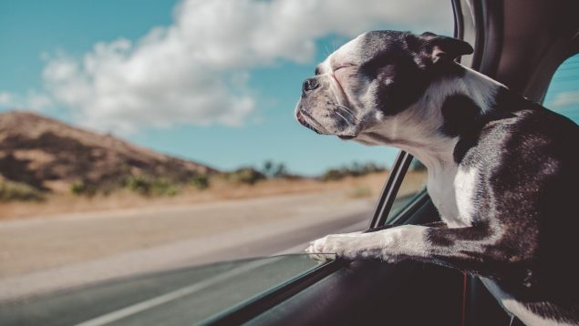 Consejos prácticos para viajar con tu perro esta Semana Santa