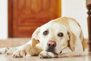 Cómo crear un ambiente seguro para tu perro dentro de casa