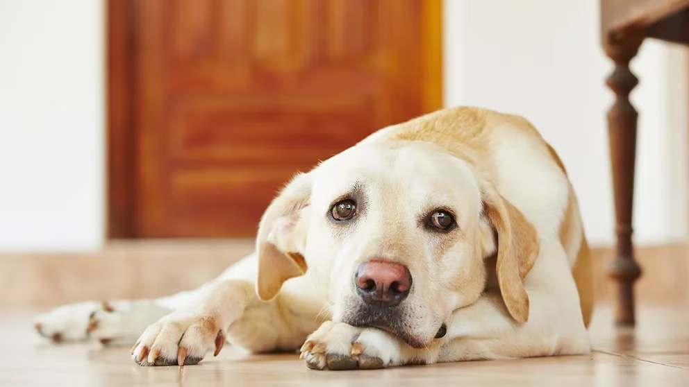 Cómo crear un ambiente seguro para tu perro dentro de casa